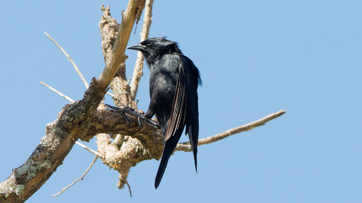 Chopi Blackbird - ML645647973