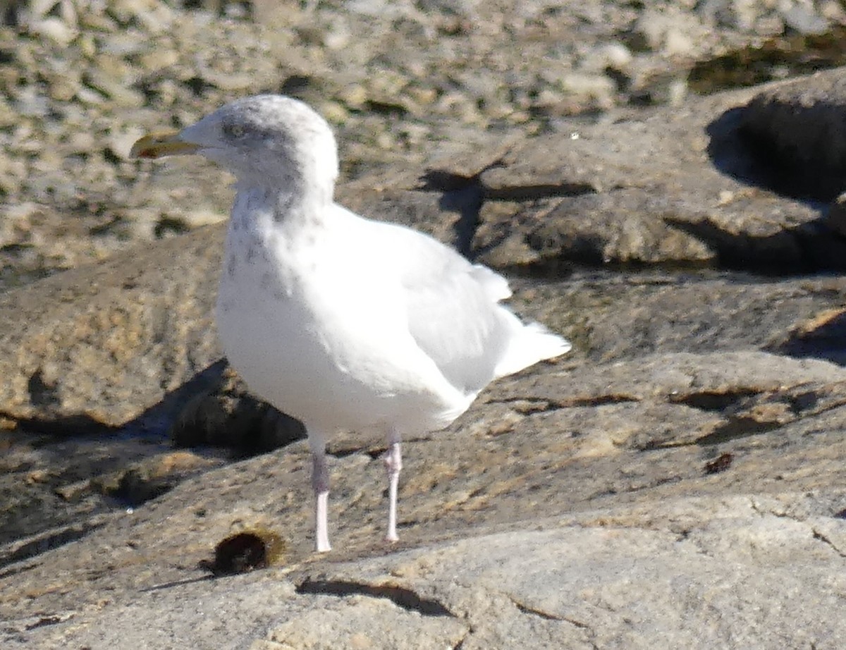 American Herring Gull - ML645647975