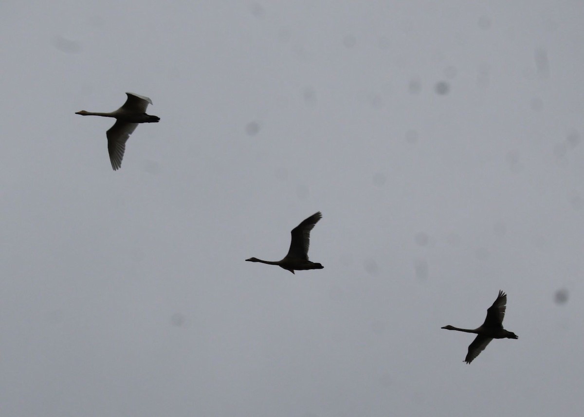 ברבור שר - ML645647987