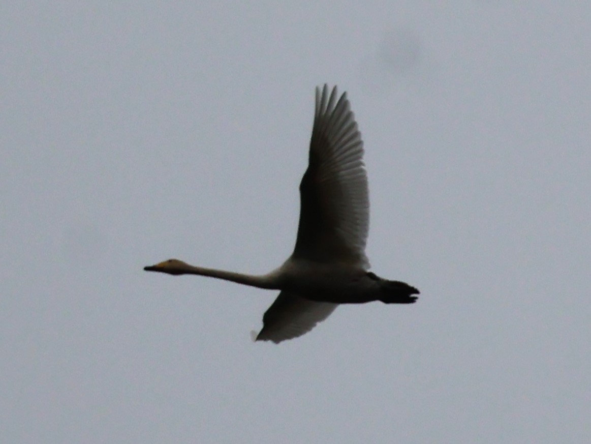 ברבור שר - ML645647988