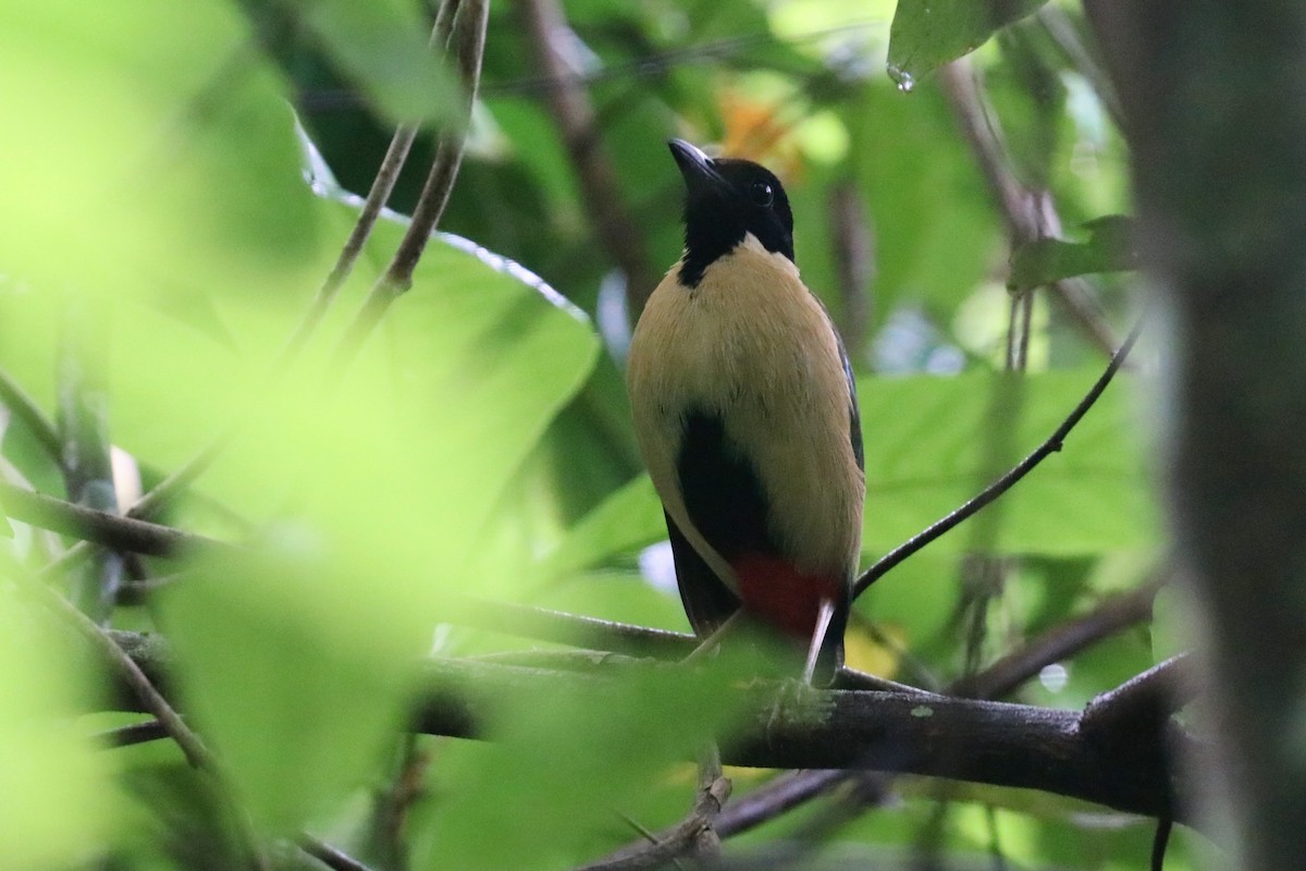 Ornate Pitta - ML645647999