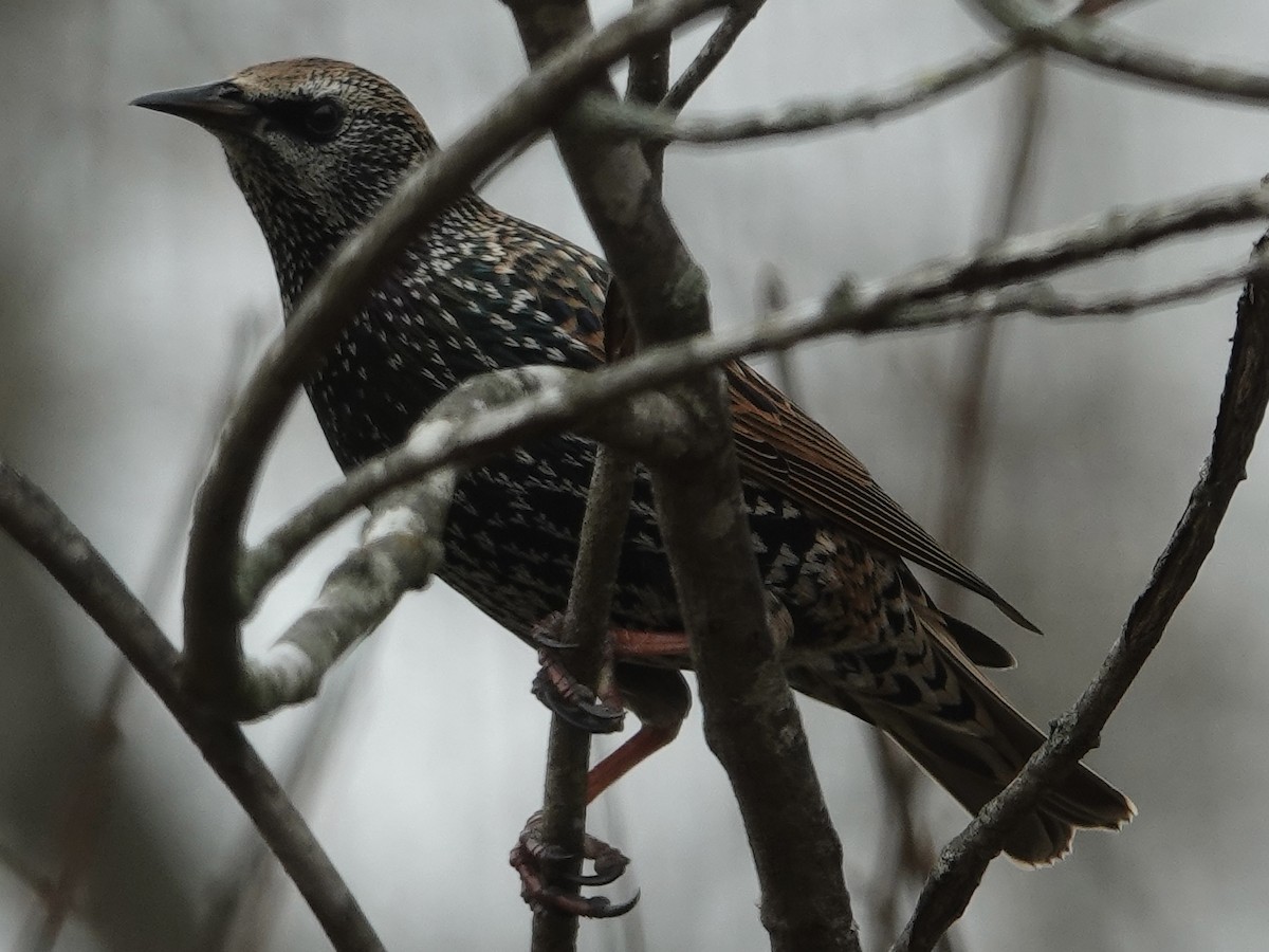 Шпак звичайний - ML645648012