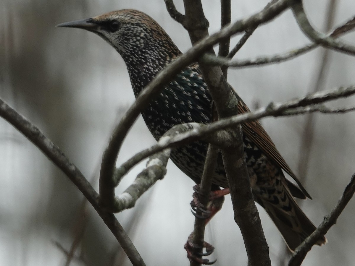 Шпак звичайний - ML645648013