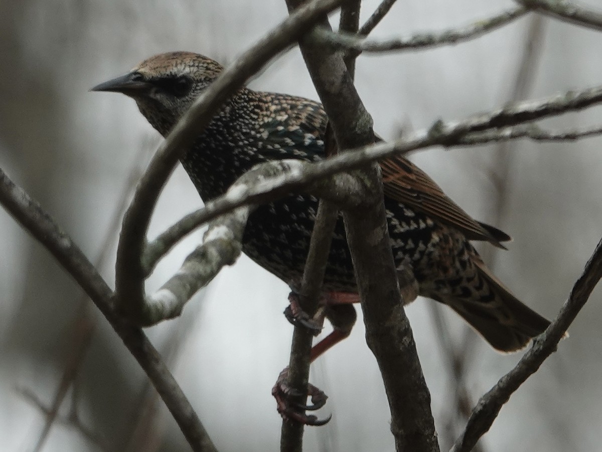 Шпак звичайний - ML645648014