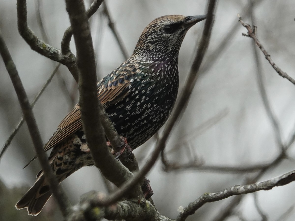 Шпак звичайний - ML645648015