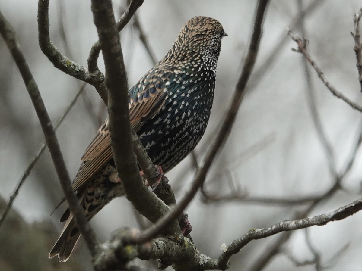 Шпак звичайний - ML645648016