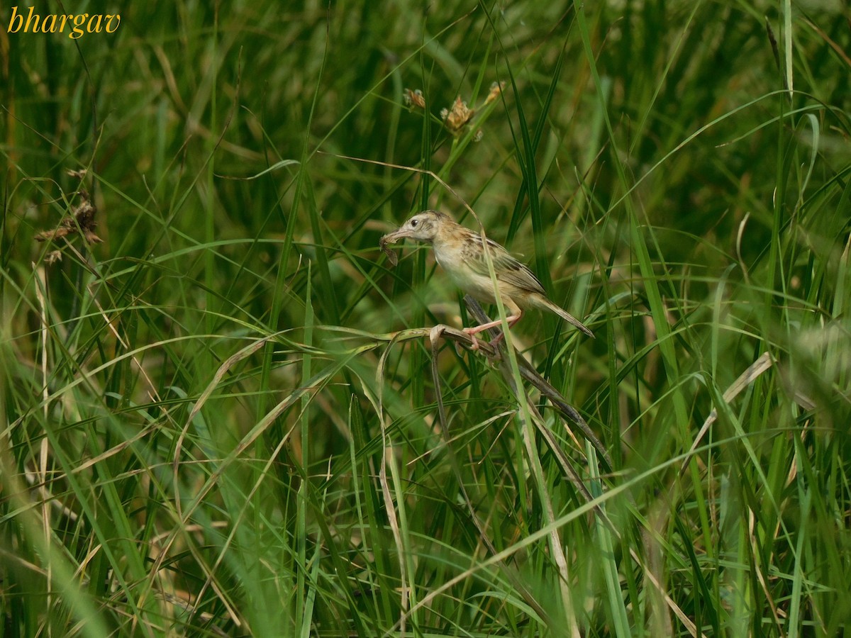 Zitting Cisticola - ML645648019