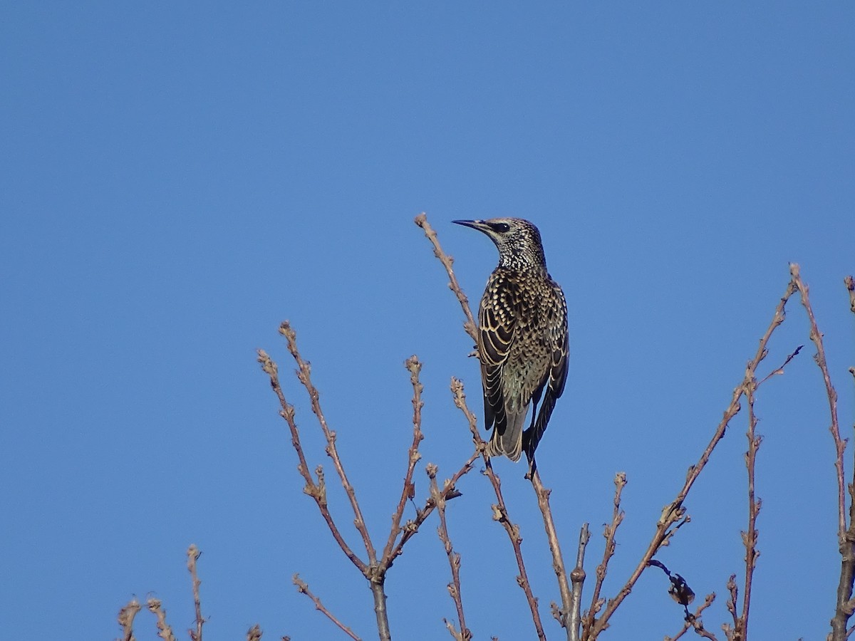 Шпак звичайний - ML645648050
