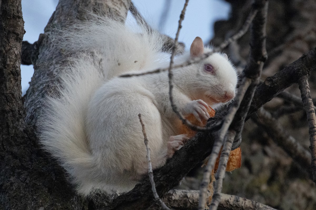 Mammals - ML645648051