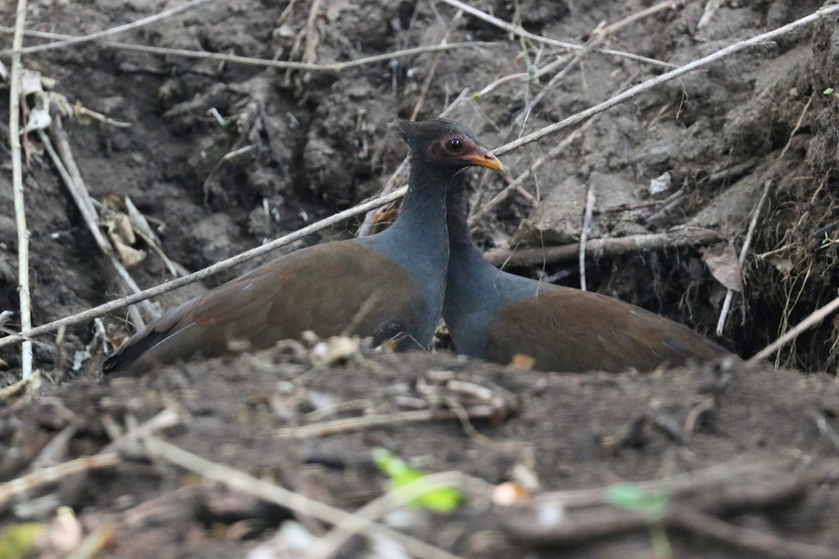 Orange-footed Megapode - ML645648052