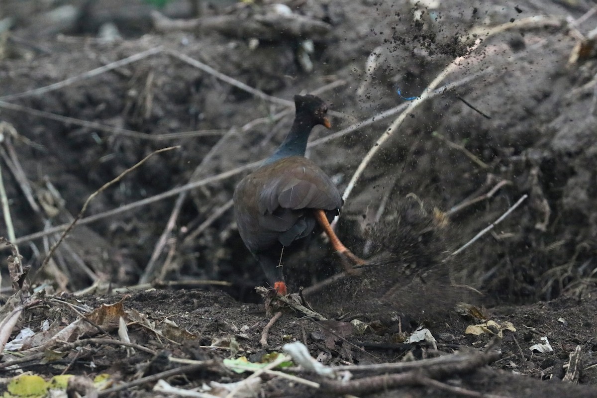 Orange-footed Megapode - ML645648053