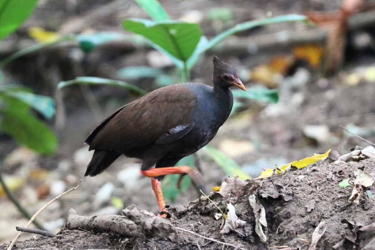 Orange-footed Megapode - ML645648054