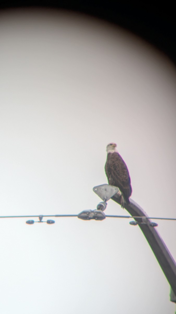 Bald Eagle - ML645648070