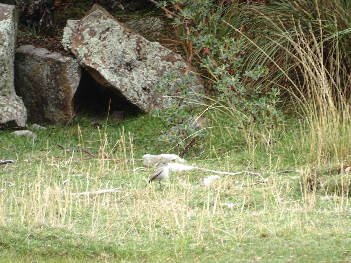 Rufous-naped Ground-Tyrant - ML645648075