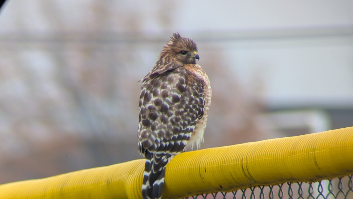 カタアカノスリ - ML645648077