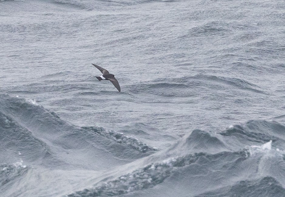 buřníček žlutonohý - ML645648078