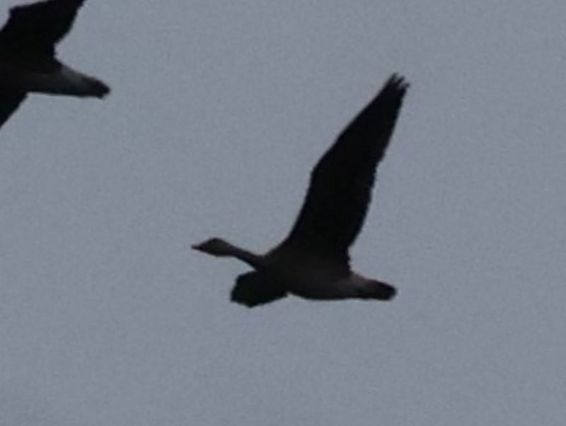 אווז אחו טונדרה - ML645648082