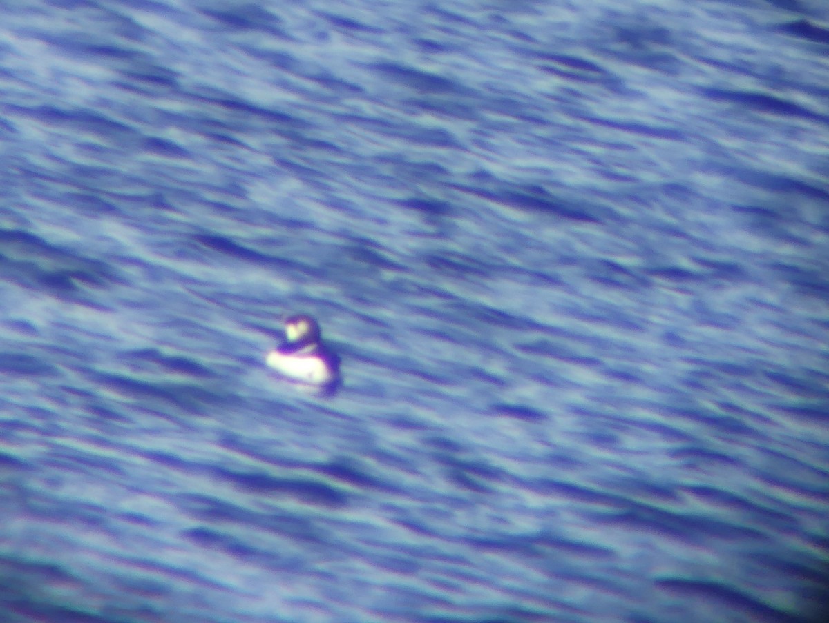 Razorbill - ML645648084