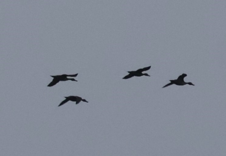 ברווז חד-זנב - ML645648085