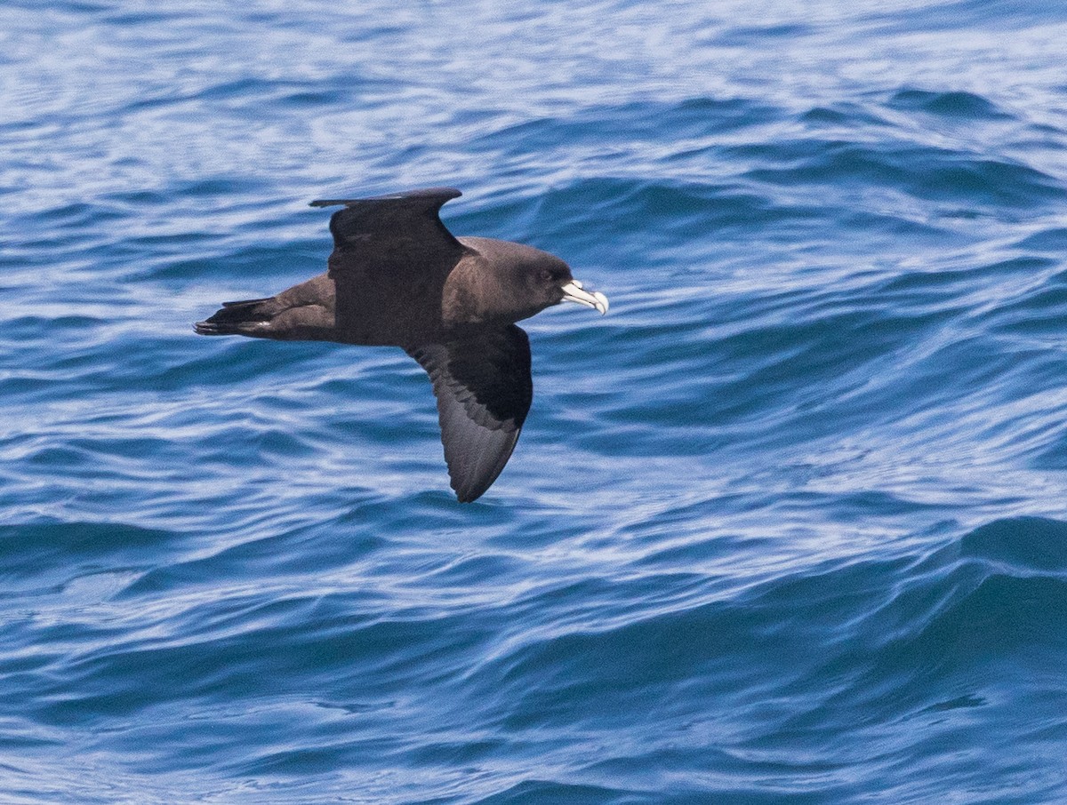 Beyaz Gıdılı Yelkovan - ML645648086