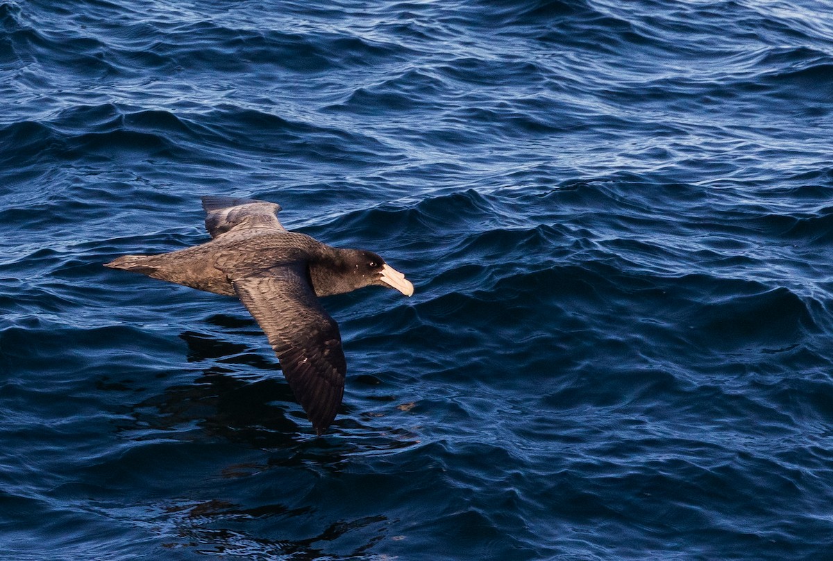 sørkjempepetrell - ML645648088