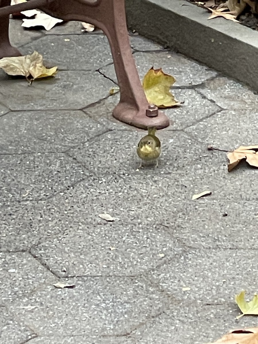 Common Yellowthroat - ML645648090