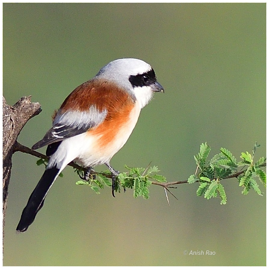 Bay-backed Shrike - ML645648094
