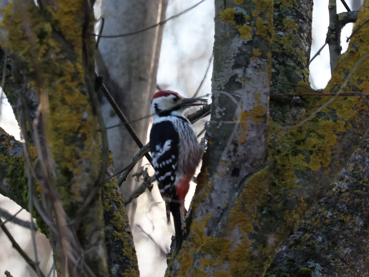 נקר לבן-גב - ML645648114