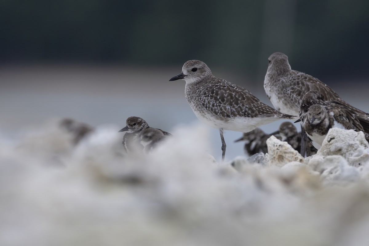 Black-bellied Plover - ML645648115