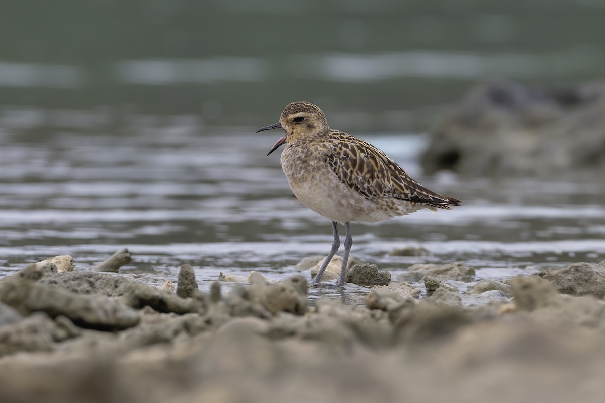 Pacific Golden-Plover - ML645648118