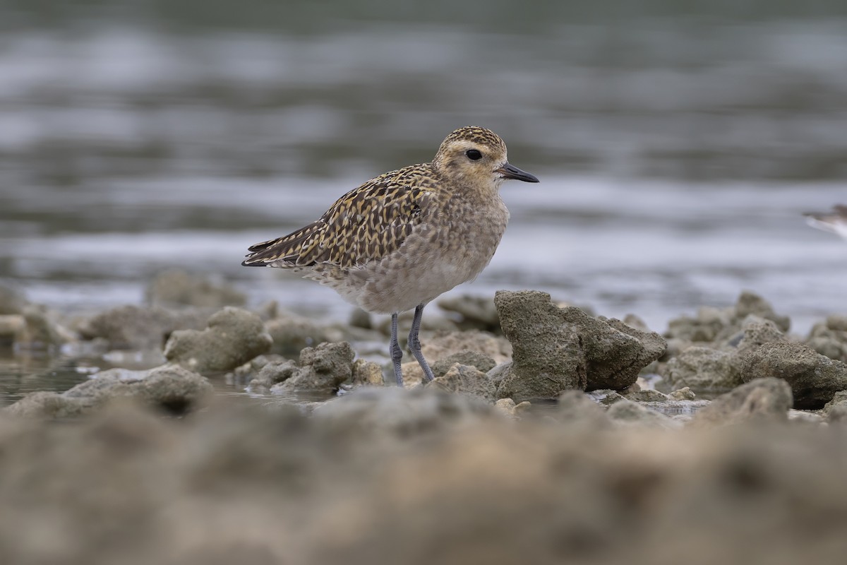 Pacific Golden-Plover - ML645648119