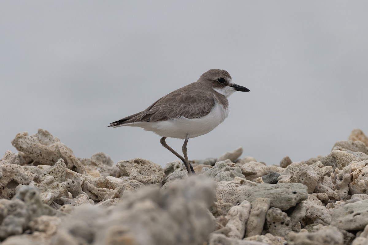 Tibet Cılıbıtı - ML645648125