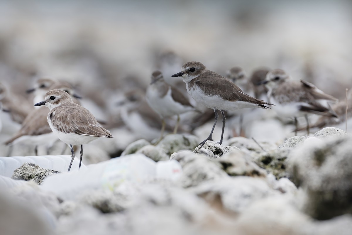 Tibet Cılıbıtı - ML645648126