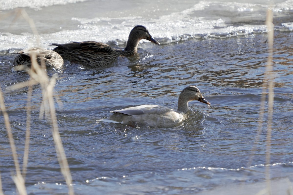 Anatra germanata - ML645648127