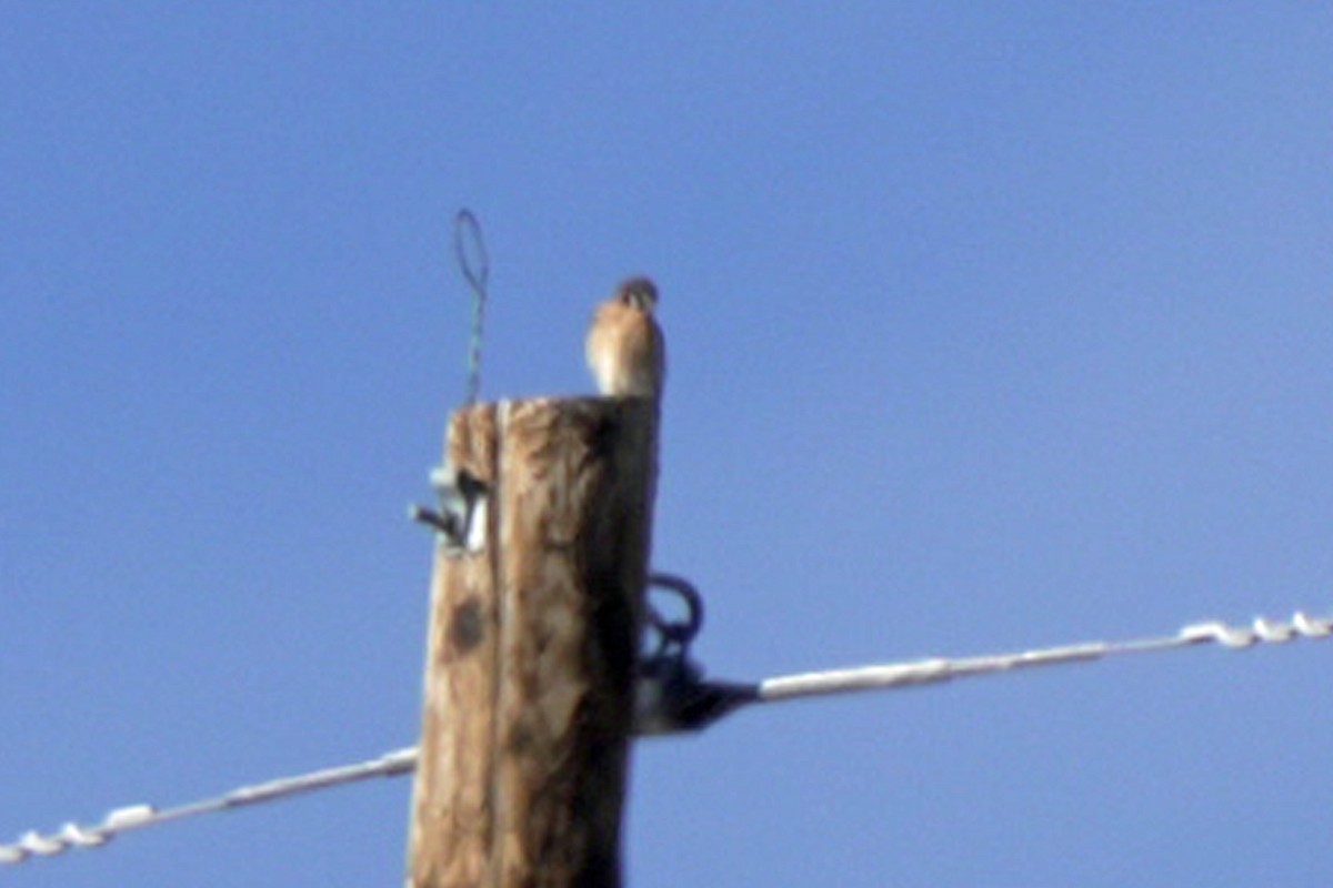 American Kestrel - ML645648130