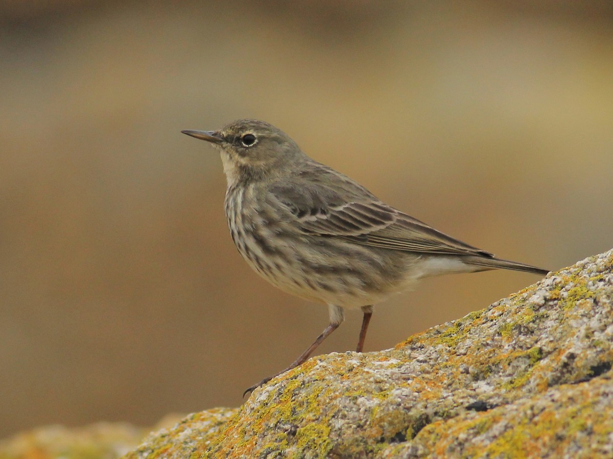Rock Pipit - ML645648132