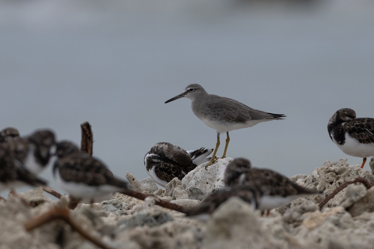 Playero Siberiano - ML645648135
