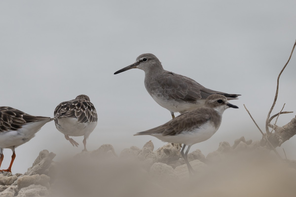 Playero Siberiano - ML645648136