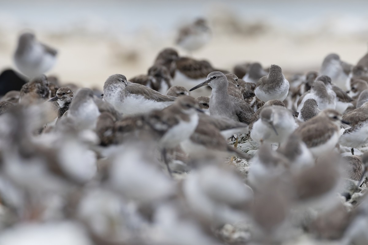 Playero Siberiano - ML645648137