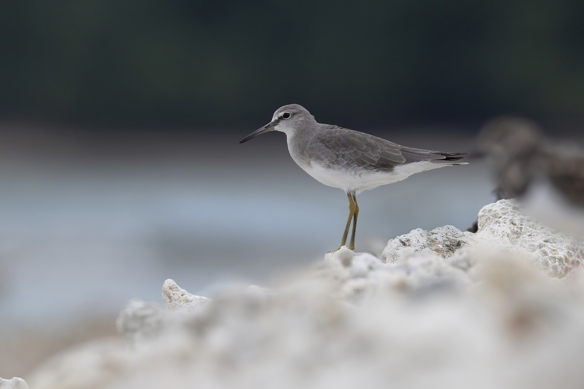 Playero Siberiano - ML645648138