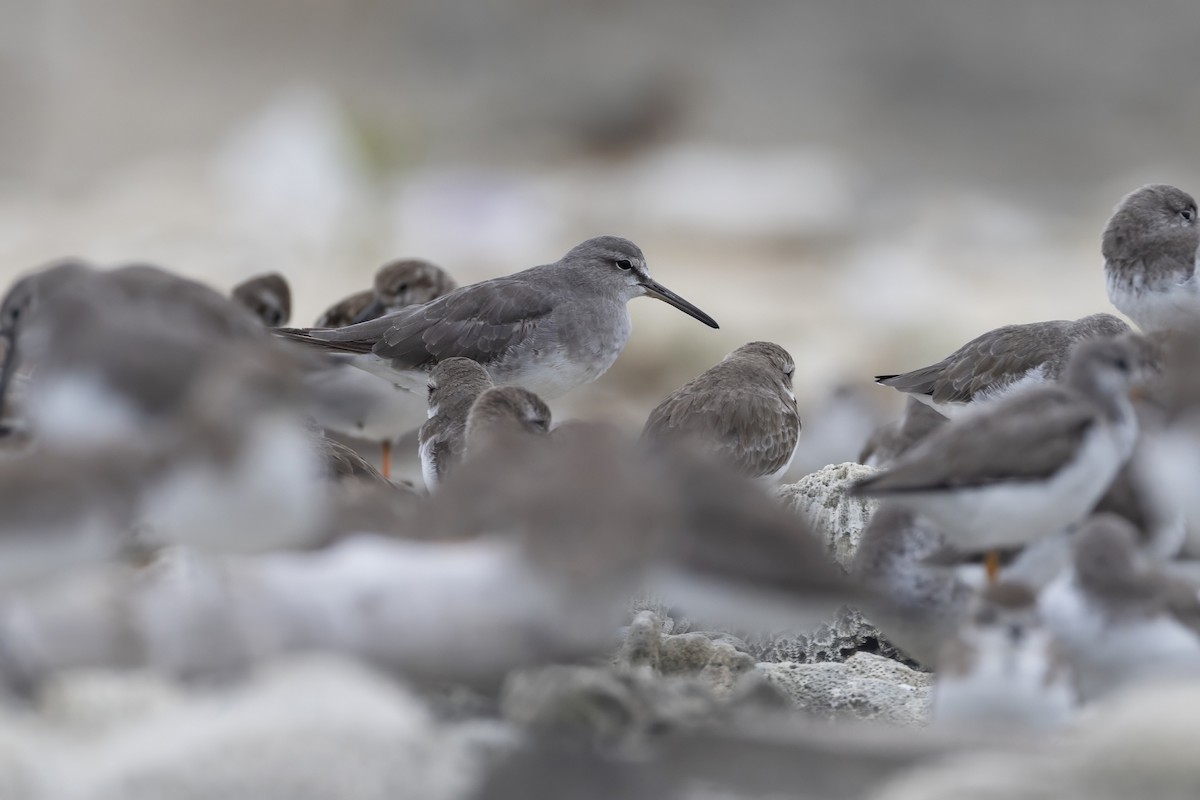 Playero Siberiano - ML645648139