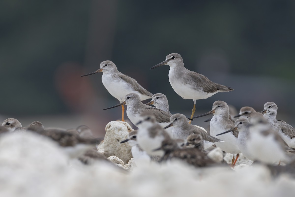 Playero Siberiano - ML645648140