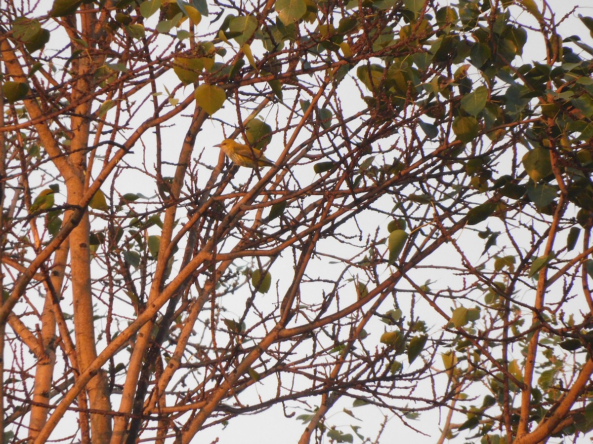 Loriot indien - ML645648141