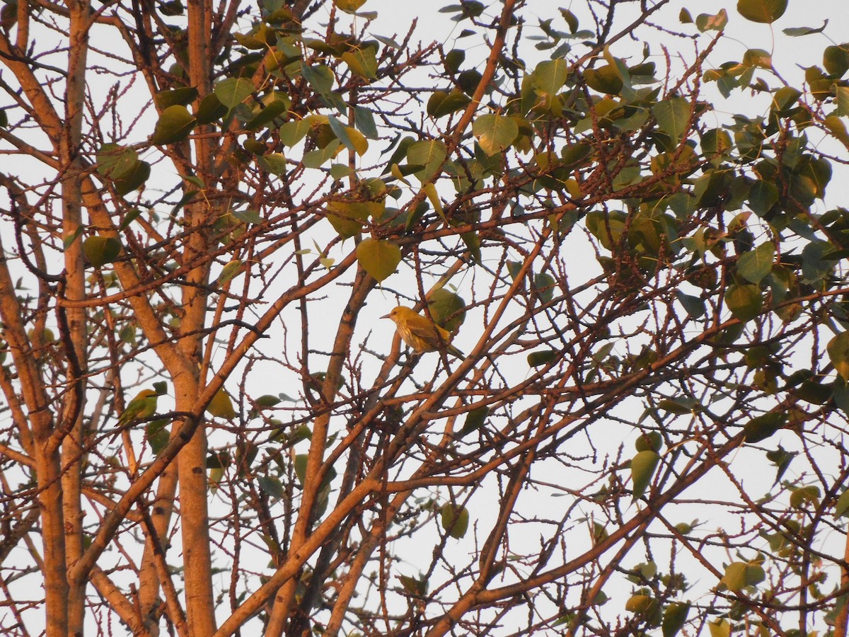 Loriot indien - ML645648142