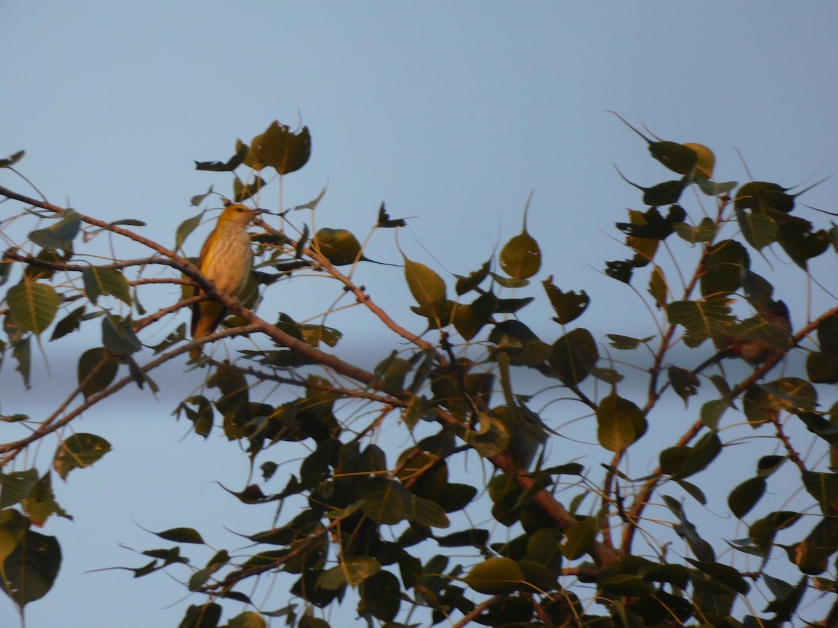 Loriot indien - ML645648143