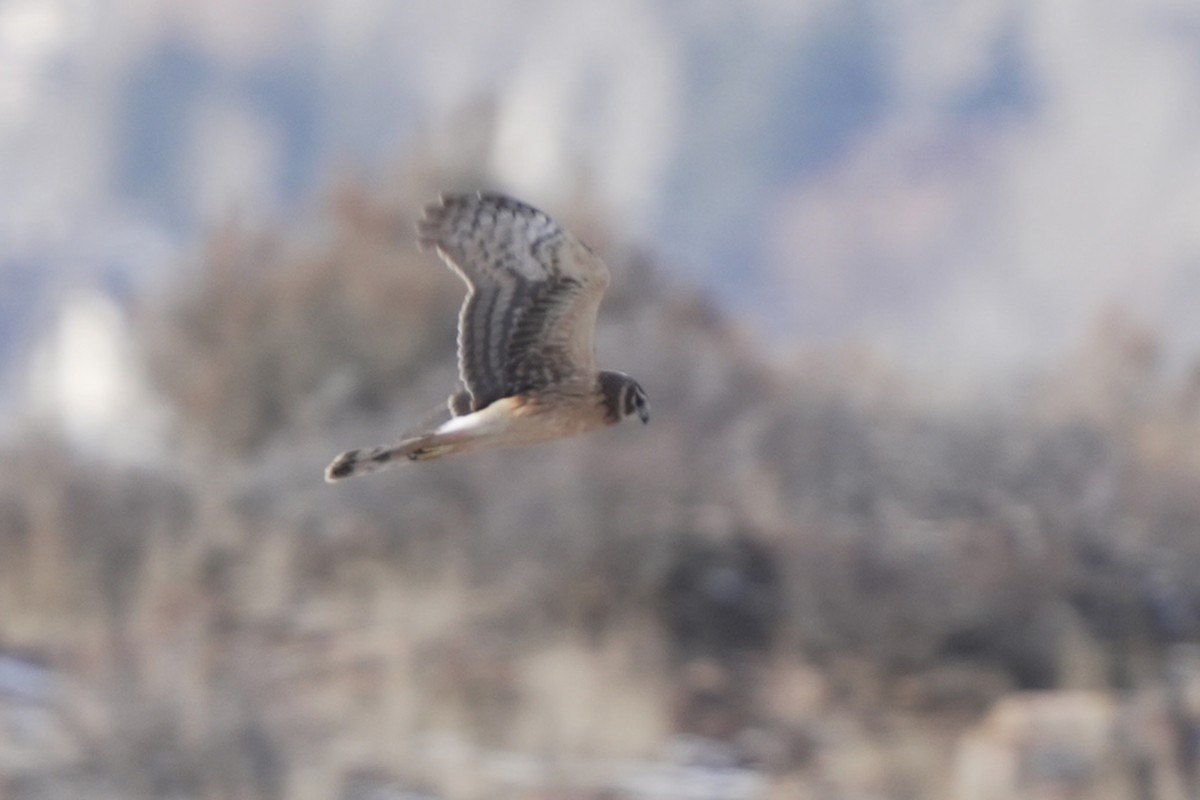 Northern Harrier - ML645648144