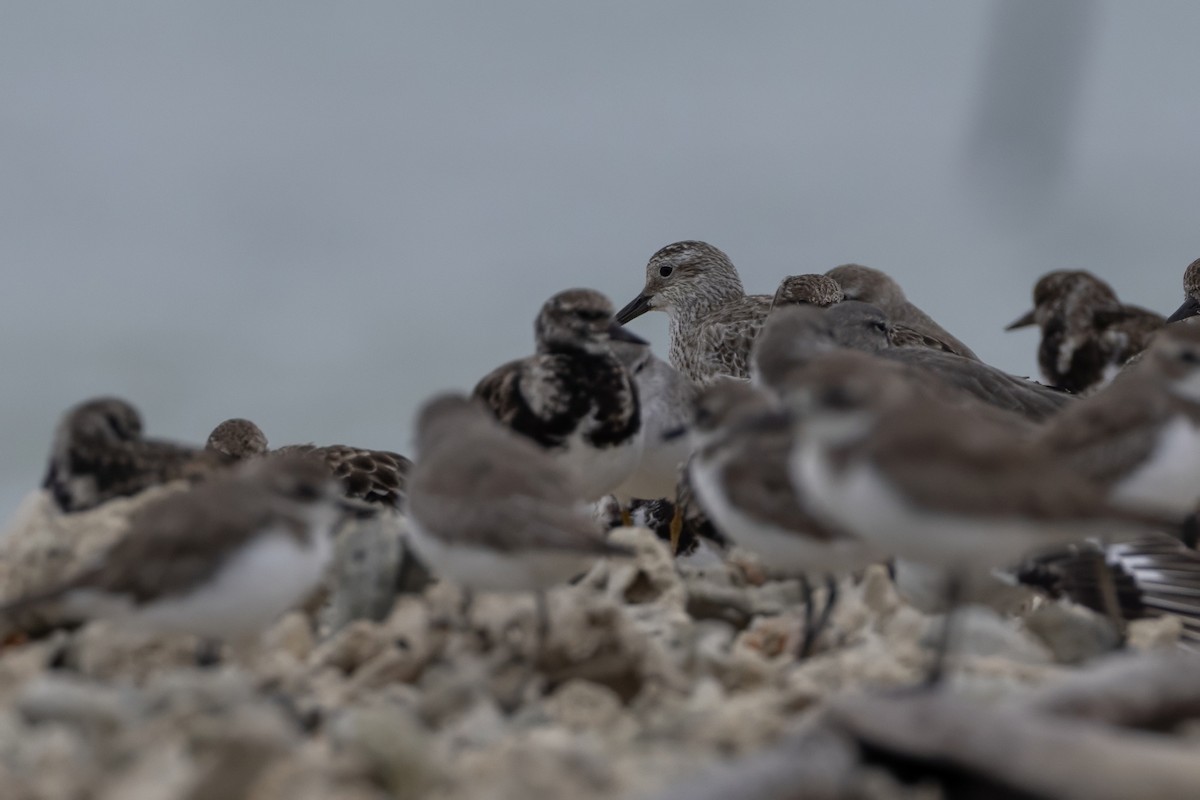 Great Knot - ML645648155