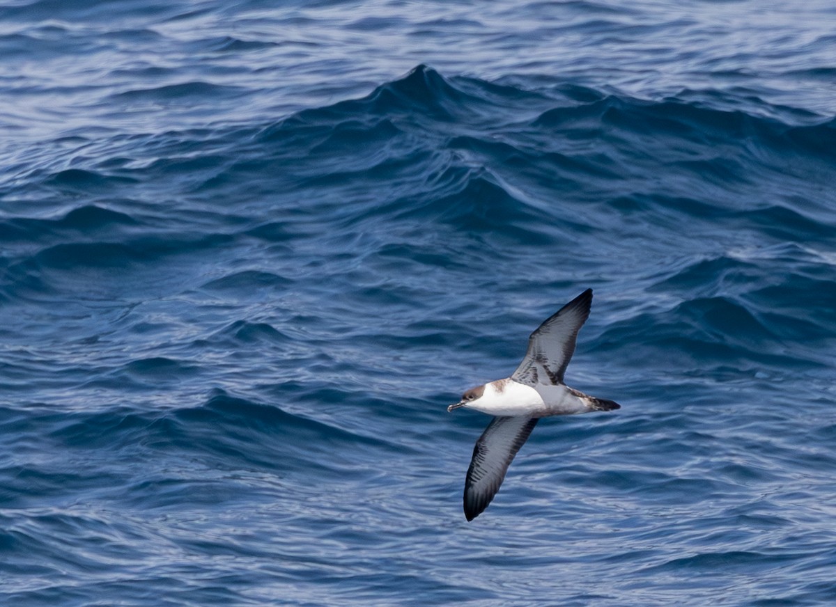 Great Shearwater - ML645648159