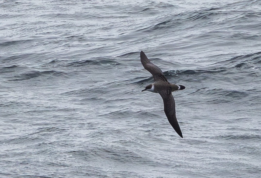Great Shearwater - ML645648160