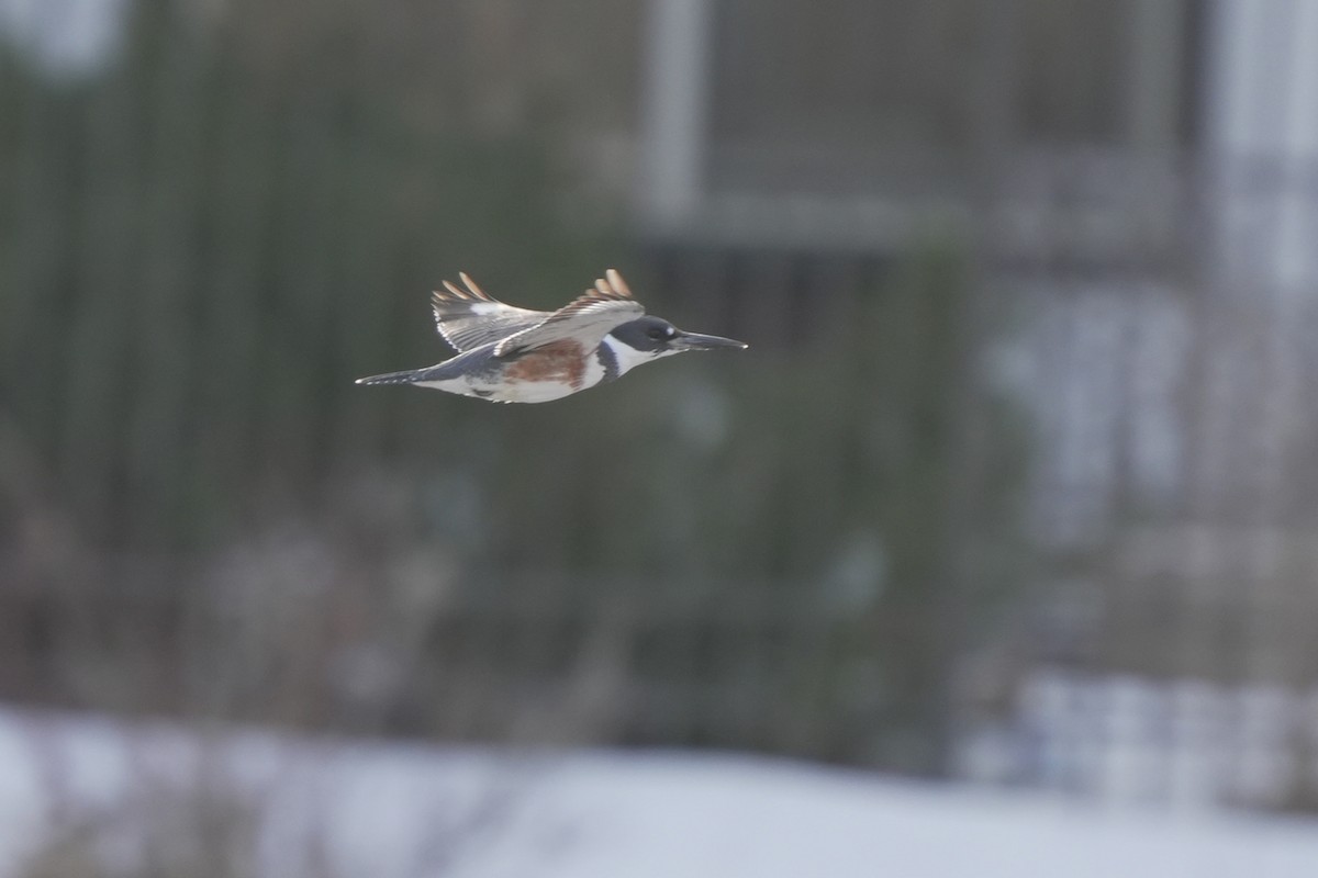 Belted Kingfisher - ML645648163
